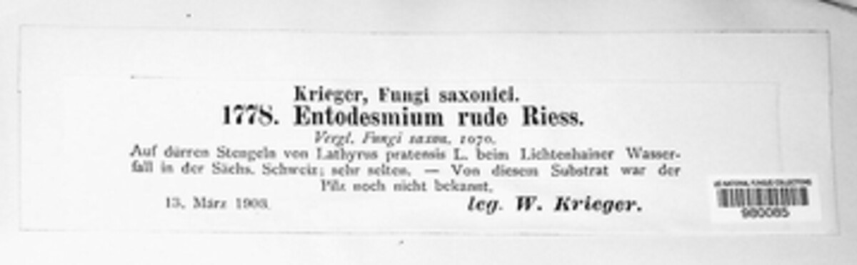 Entodesmium rude image